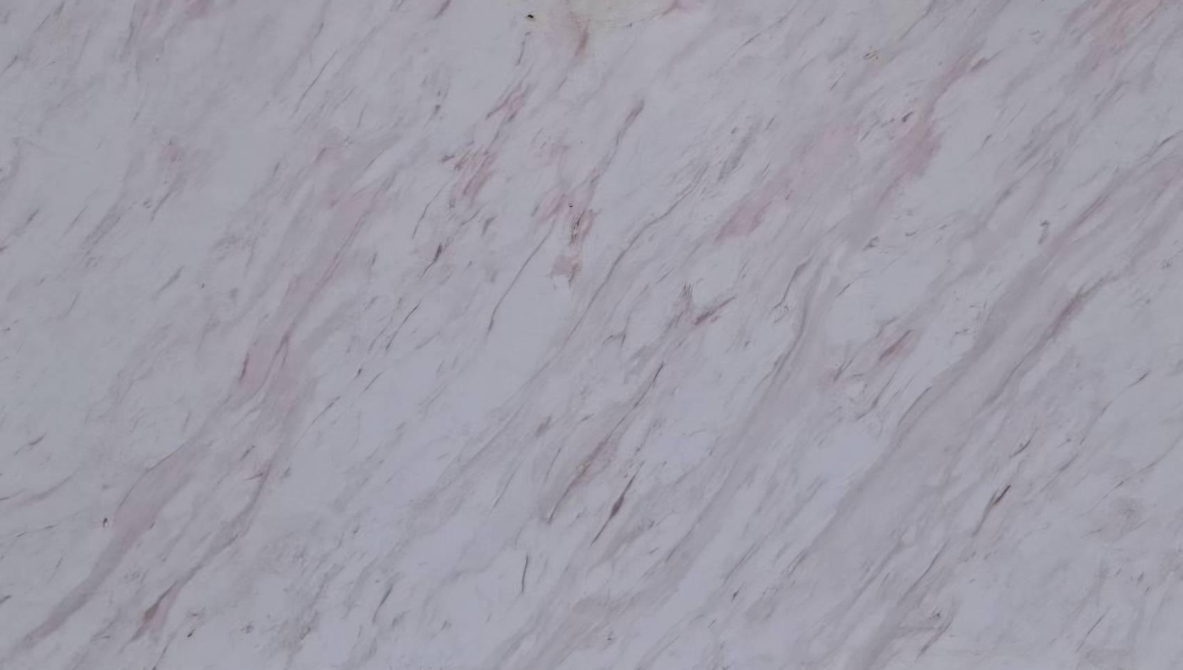 ไวท์วีนัส-image